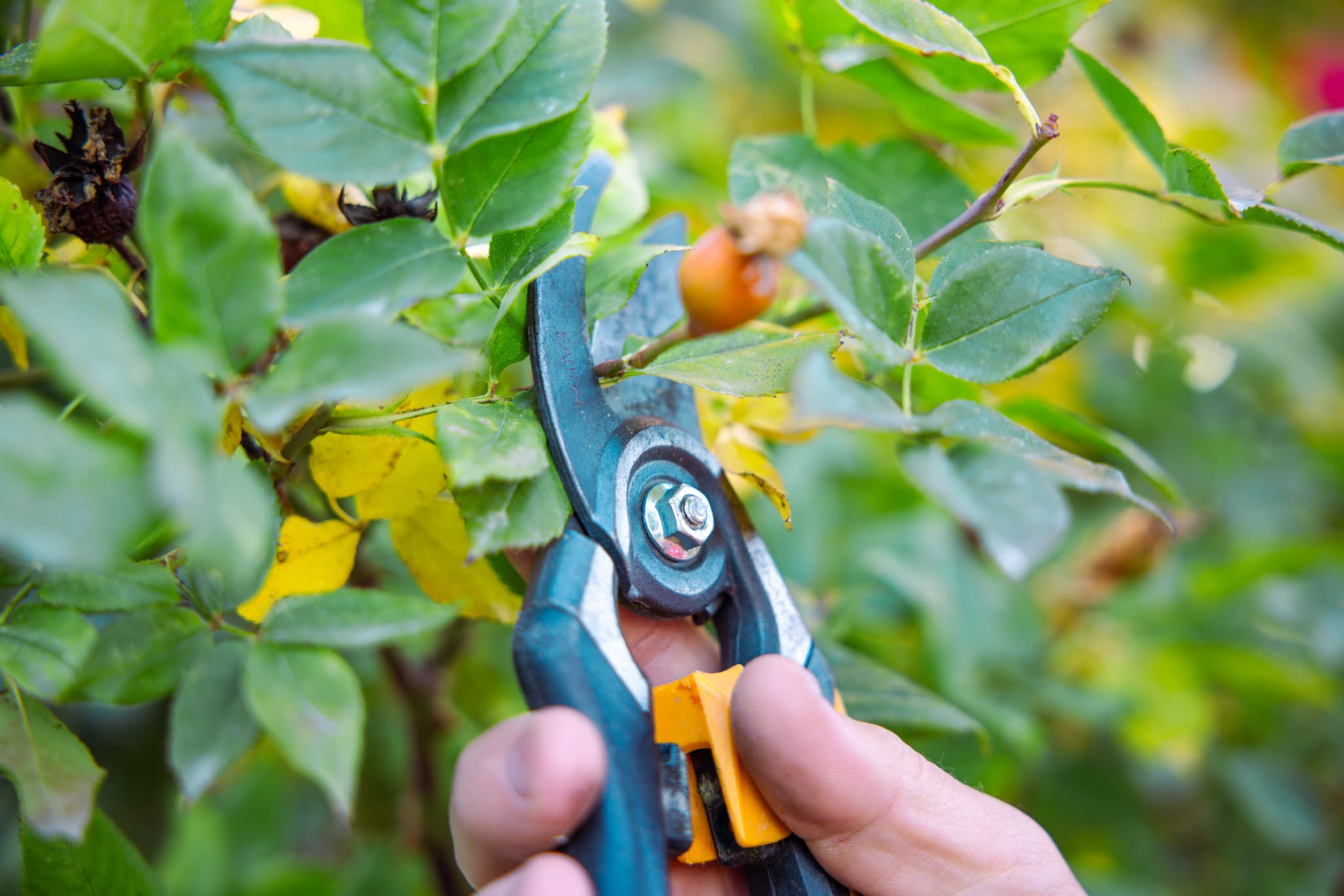 Peak Utah Landscaping pruning